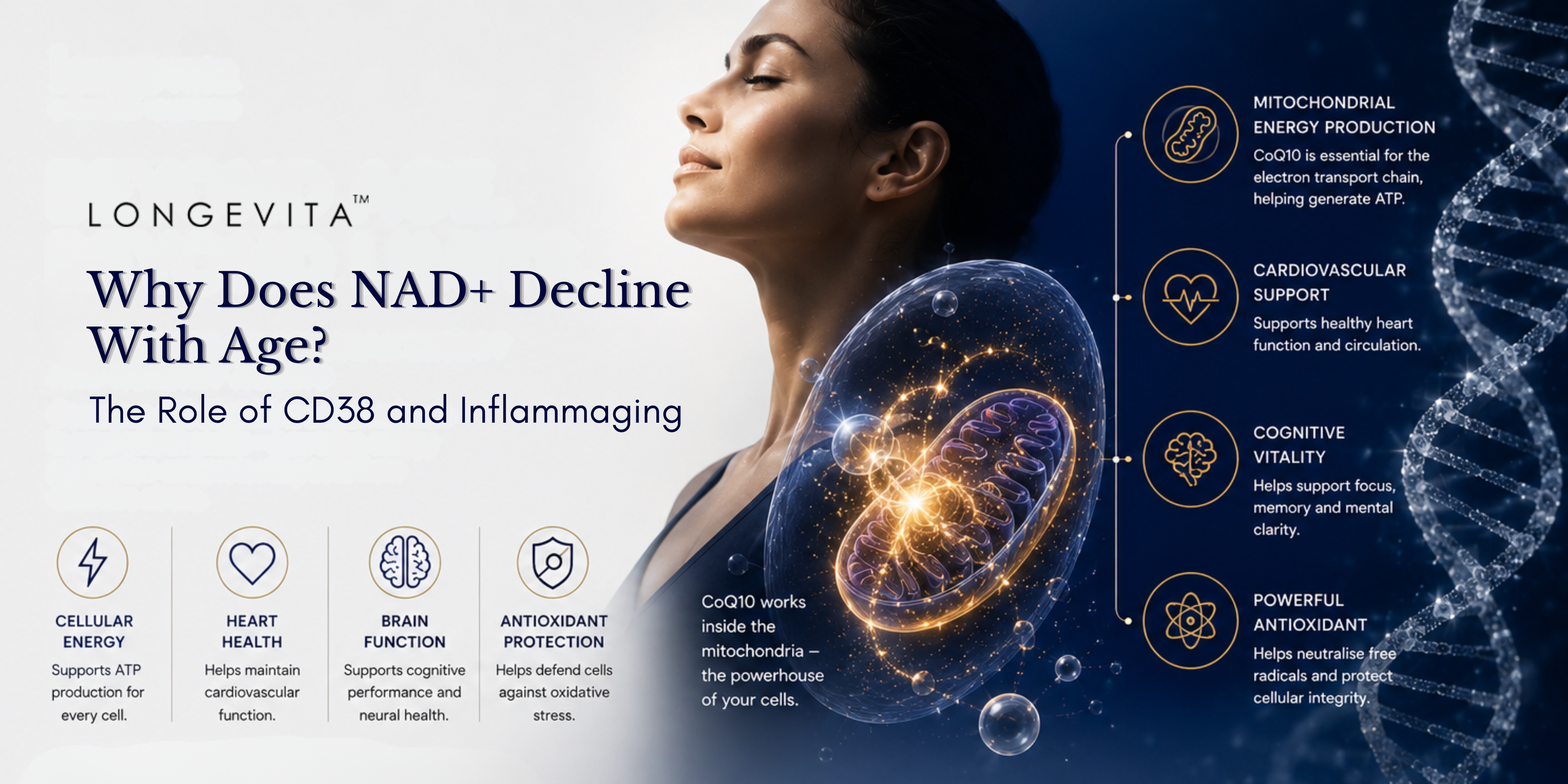 Why Does NAD+ Decline With Age? The Role of CD38 and Inflammaging
