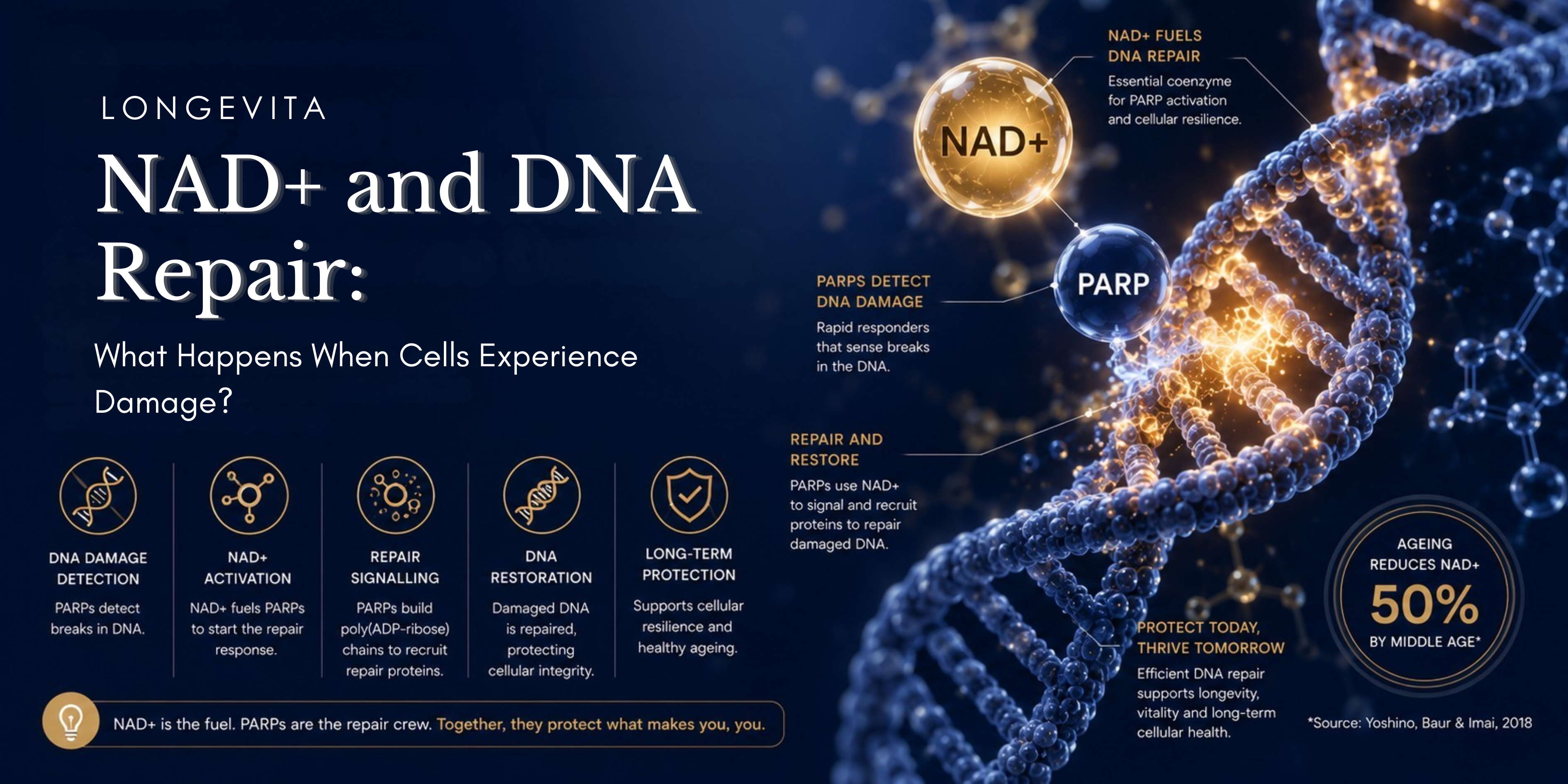 NAD+ and DNA Repair: What Happens When Cells Experience Damage?