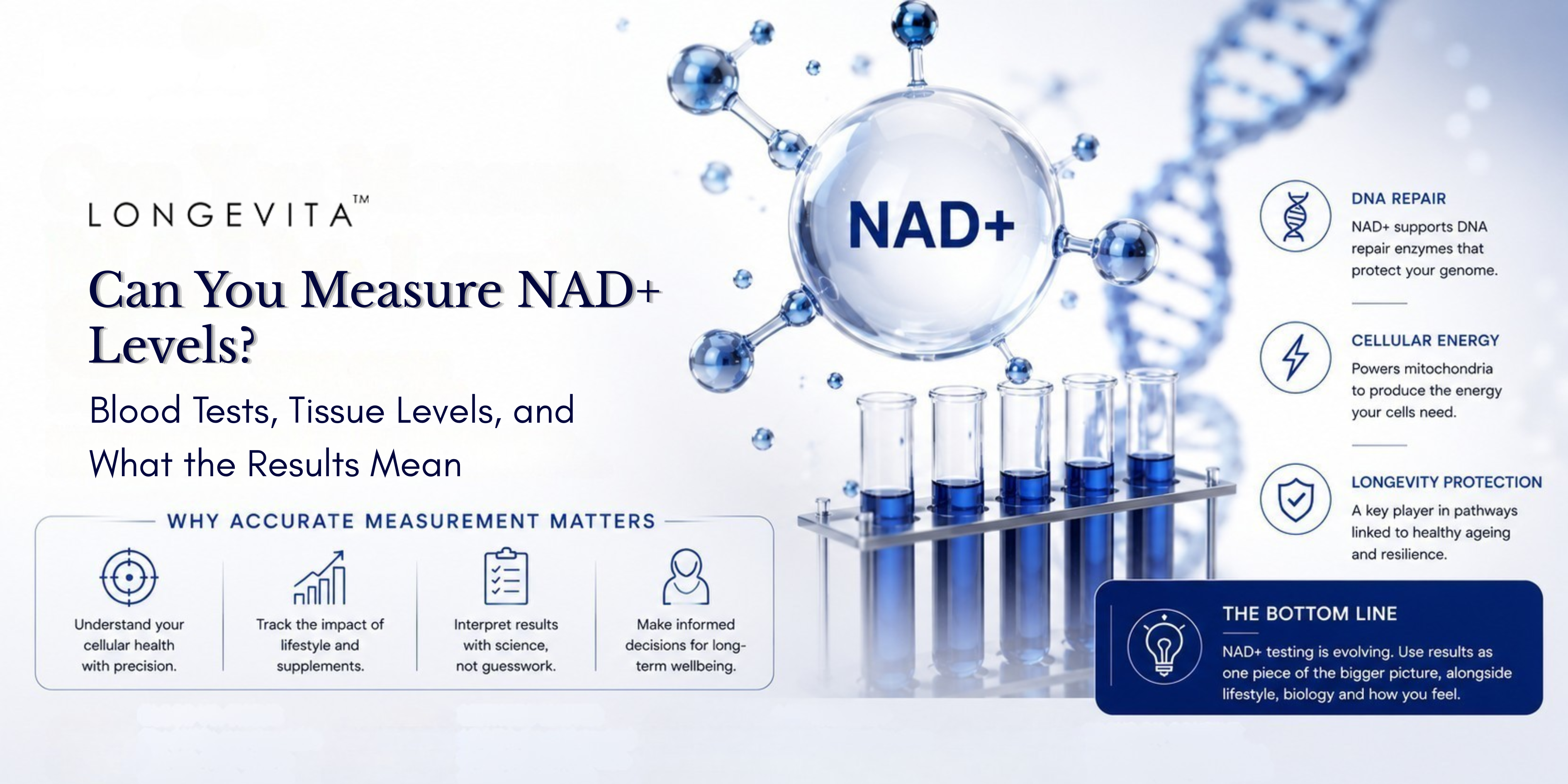 Can You Measure NAD+ Levels? Blood Tests, Tissue Levels and What the Results Mean