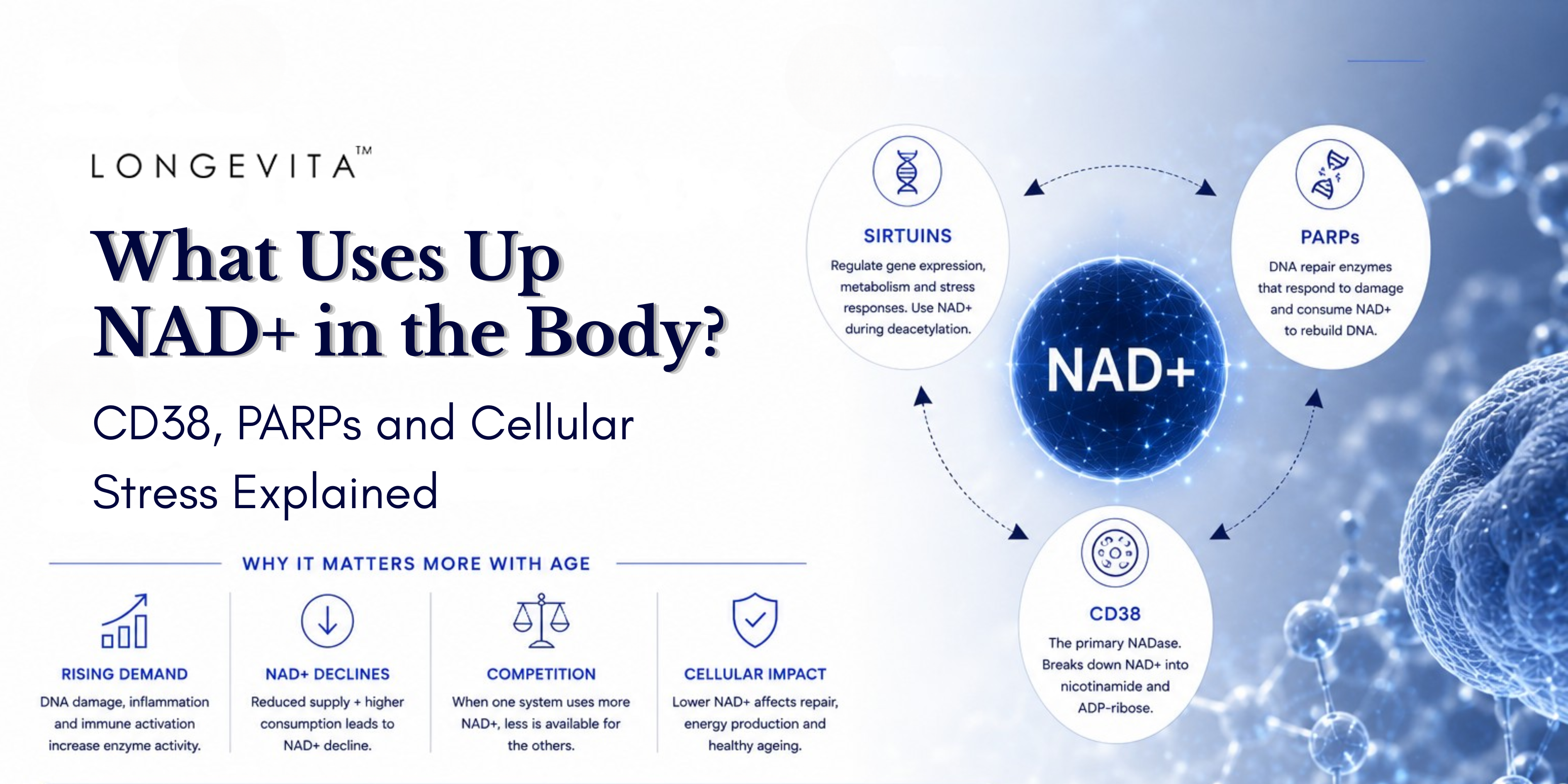 What Uses Up NAD+ in the Body? CD38, PARPs and Cellular Stress Explained