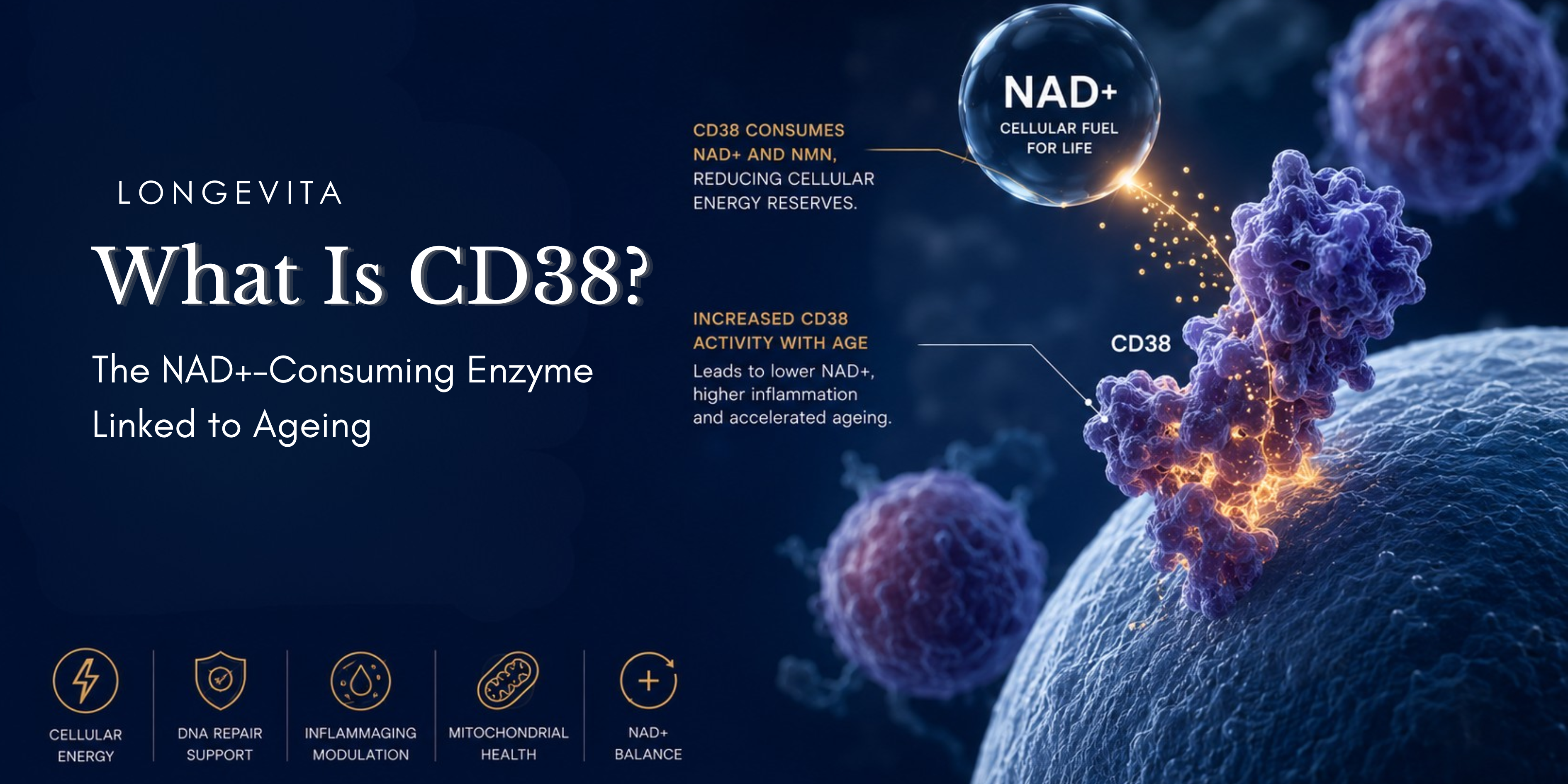 What Is CD38? The NAD+-Consuming Enzyme Linked to Ageing