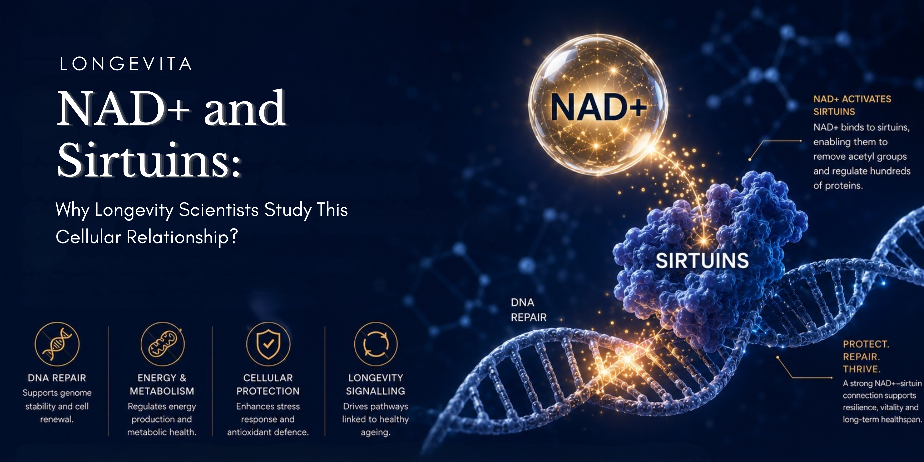 NAD+ and Sirtuins: Why Longevity Scientists Study This Cellular Relationship