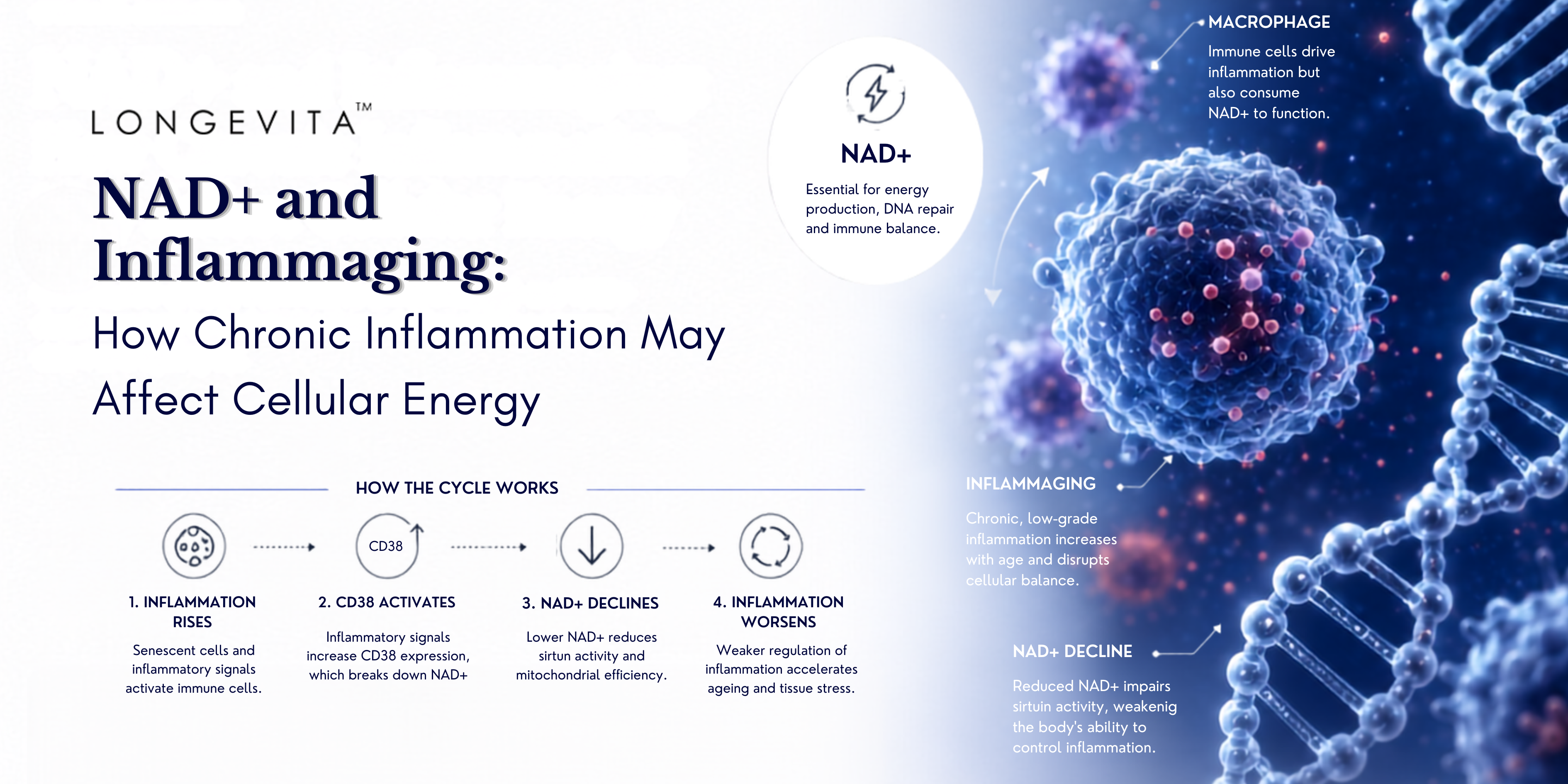 NAD+ and Inflammaging: How Chronic Inflammation May Affect Cellular Energy