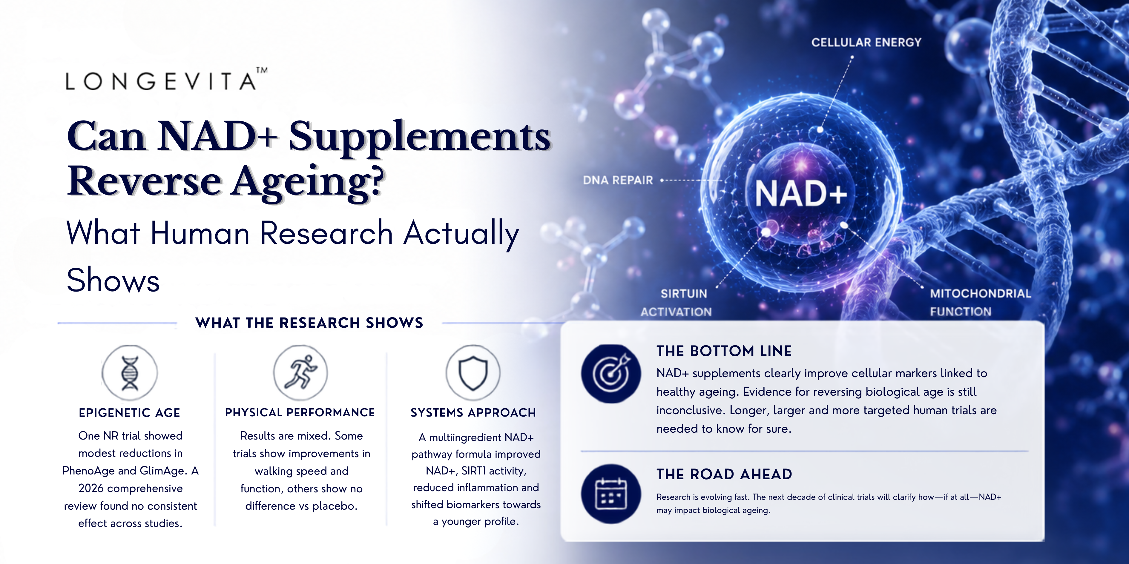 Can NAD+ Supplements Reverse Ageing? What Human Research Actually Shows