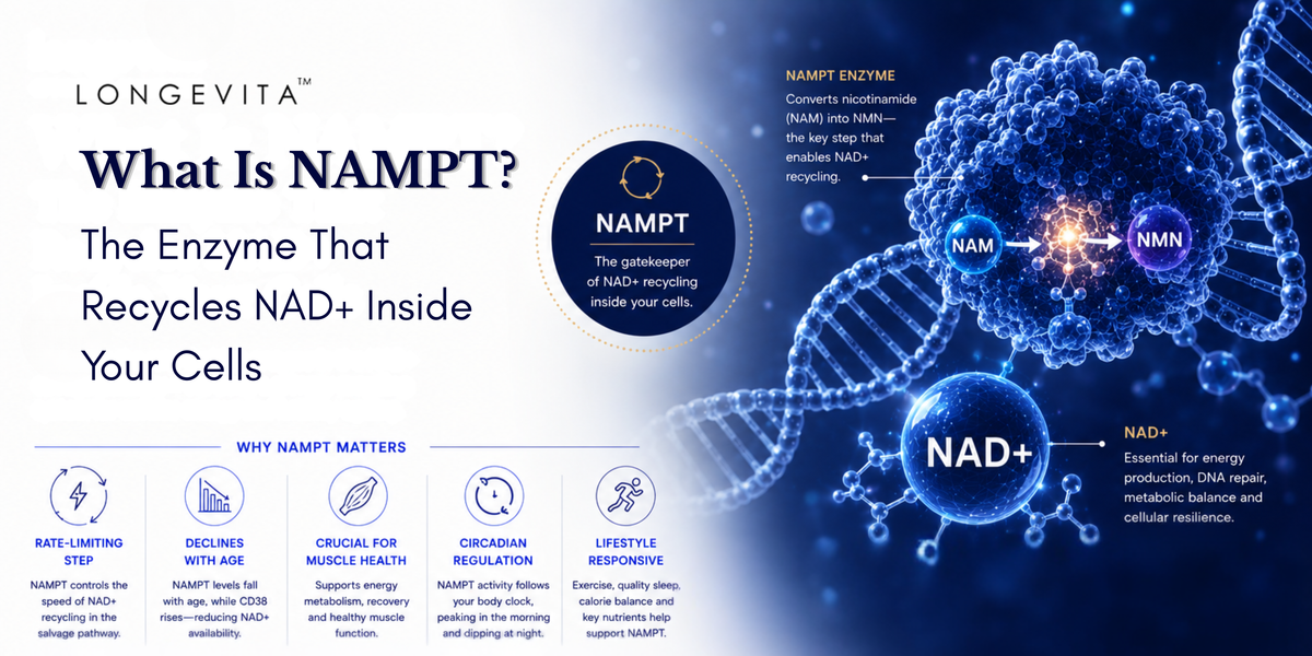 What Is NAMPT? The Enzyme That Recycles NAD+ Inside Your Cells